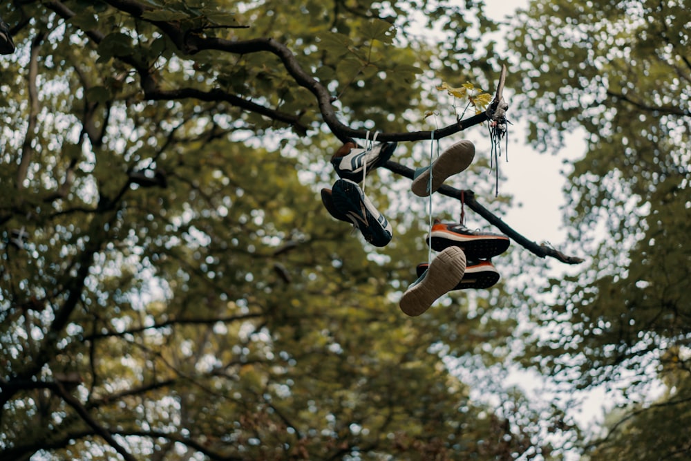 Fotografía macro de zapatos en el árbol