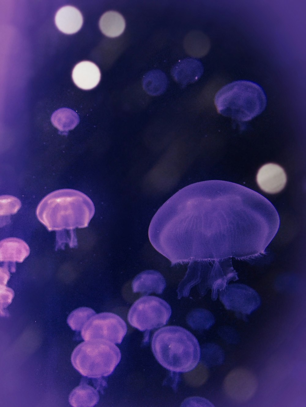 bokeh photography of purple jellyfish