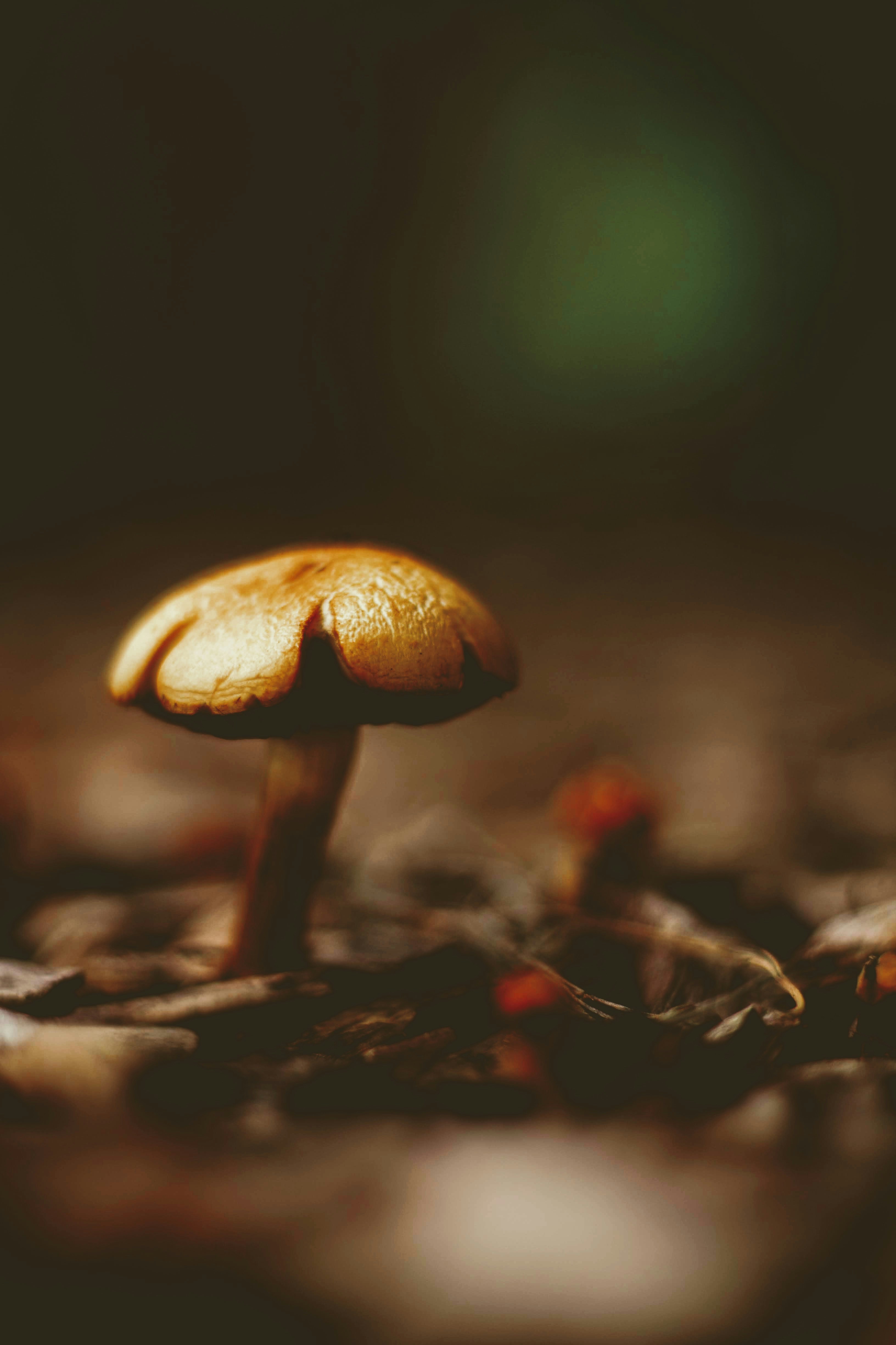 close up photo of mushroom