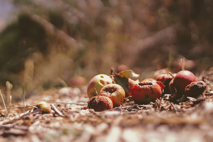 Don’t Waste your food.