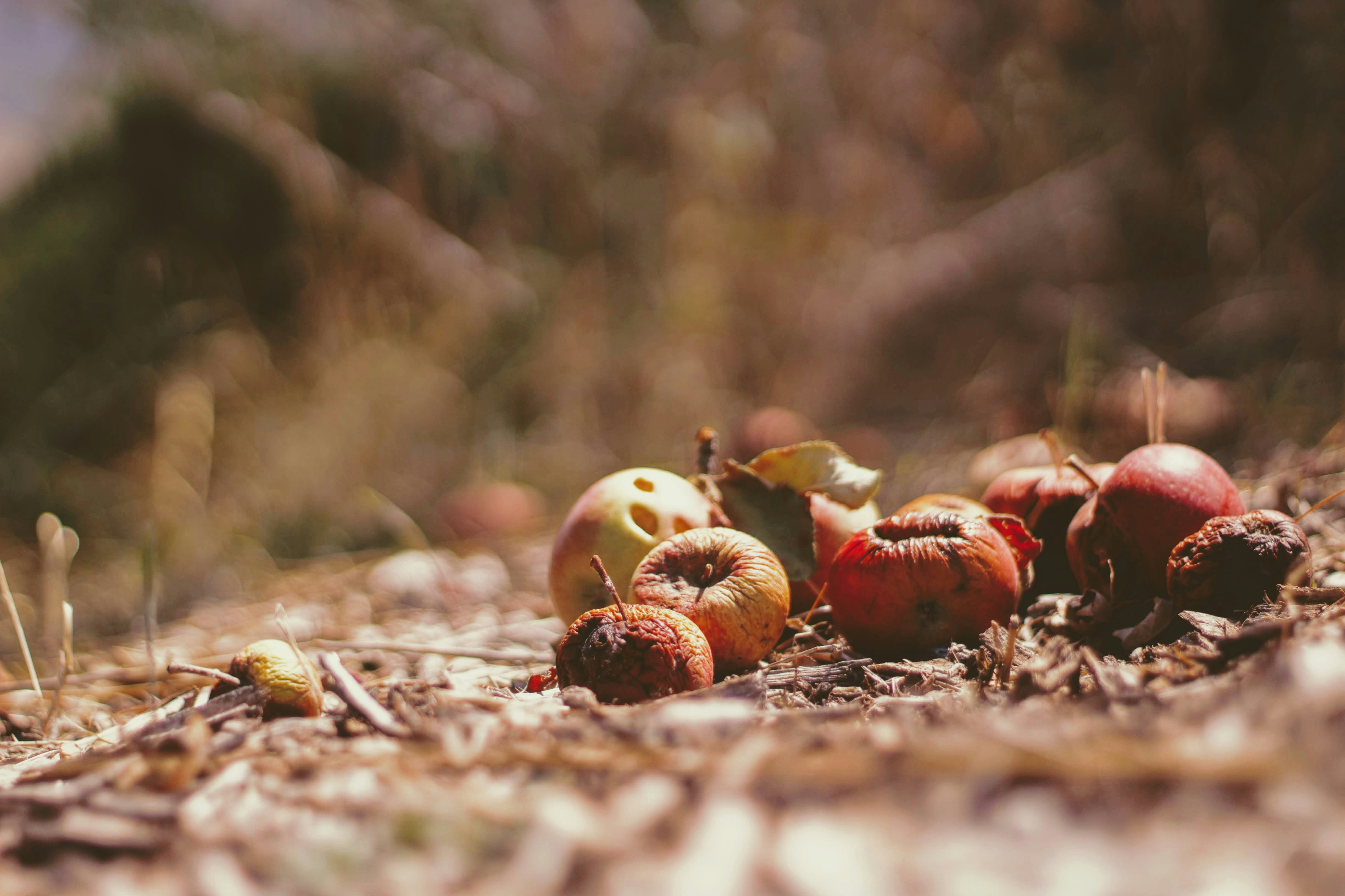 Fruits of Autumn