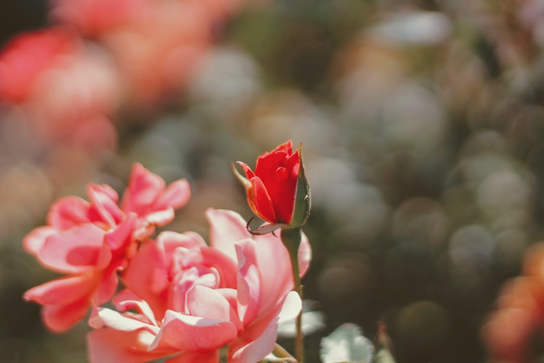 pink flowers