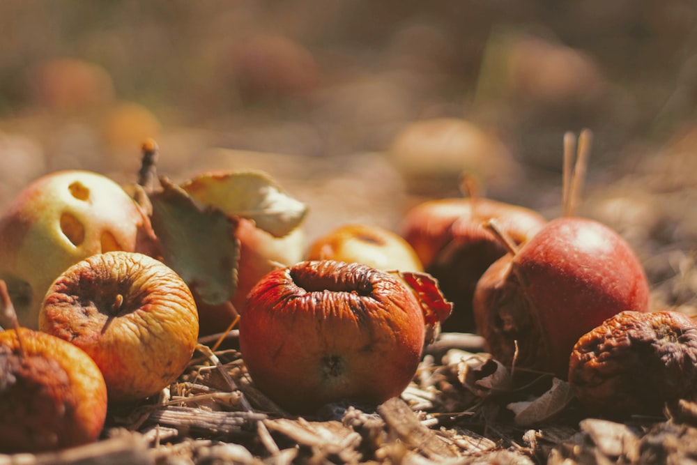 Fotografia a fuoco selettivo di frutta secca sul campo