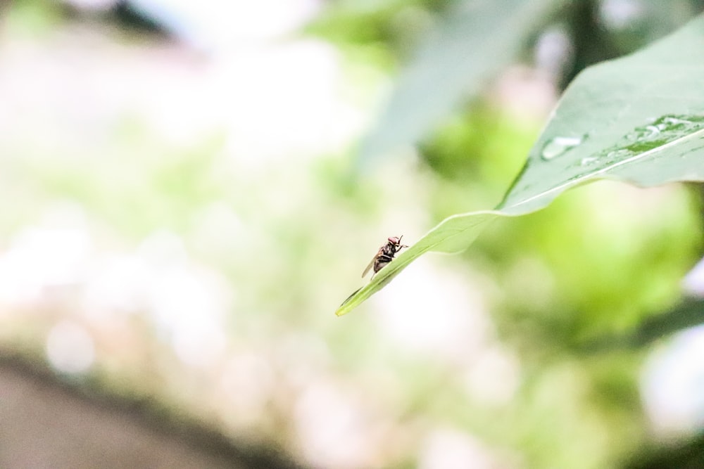 closeup photography of insect on leaf