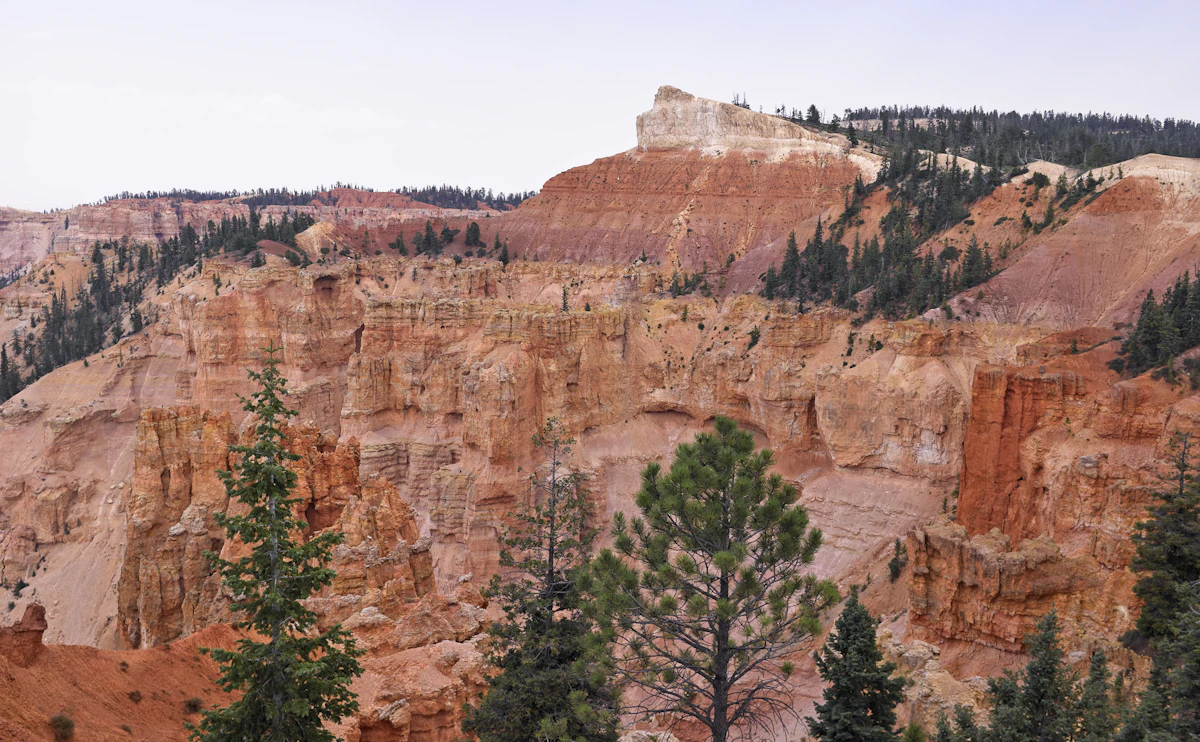 Orange hoodoos and cliffs capped with white rock at Bryce Canyon, part of the Pink Cliffs, with pines in front
