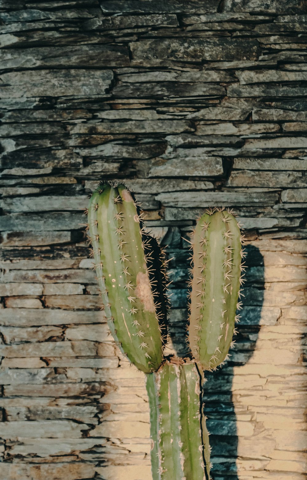 cactus plant near wall