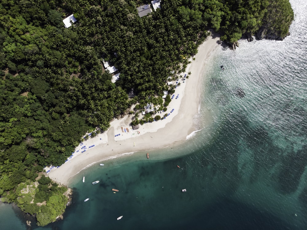 árvores perto de Seashore