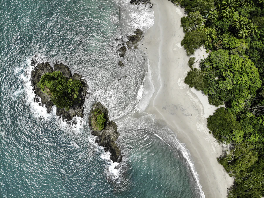 Forested coastline seen from above