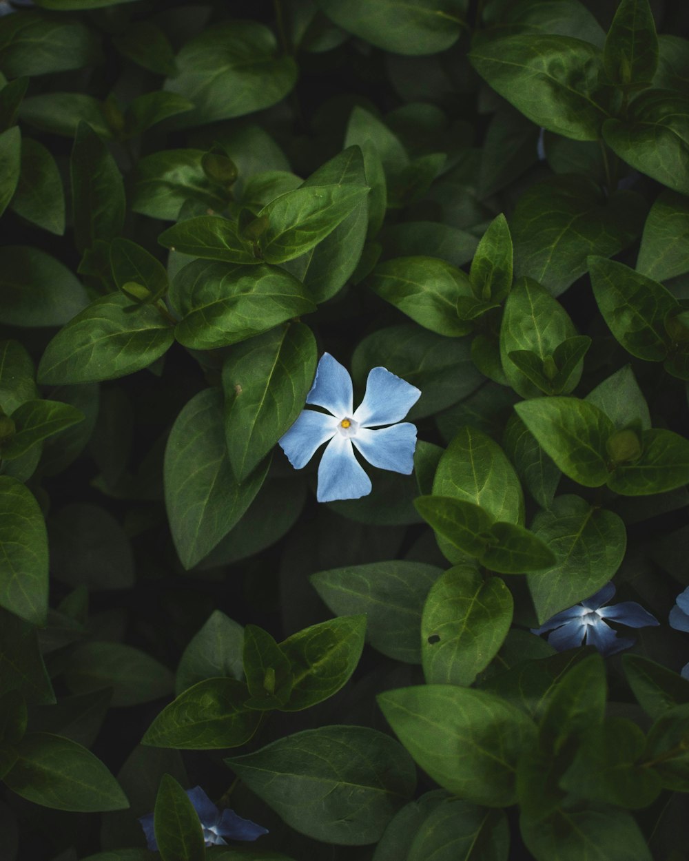 fotografia a fuoco selettivo del fiore blu di Vinca rosea