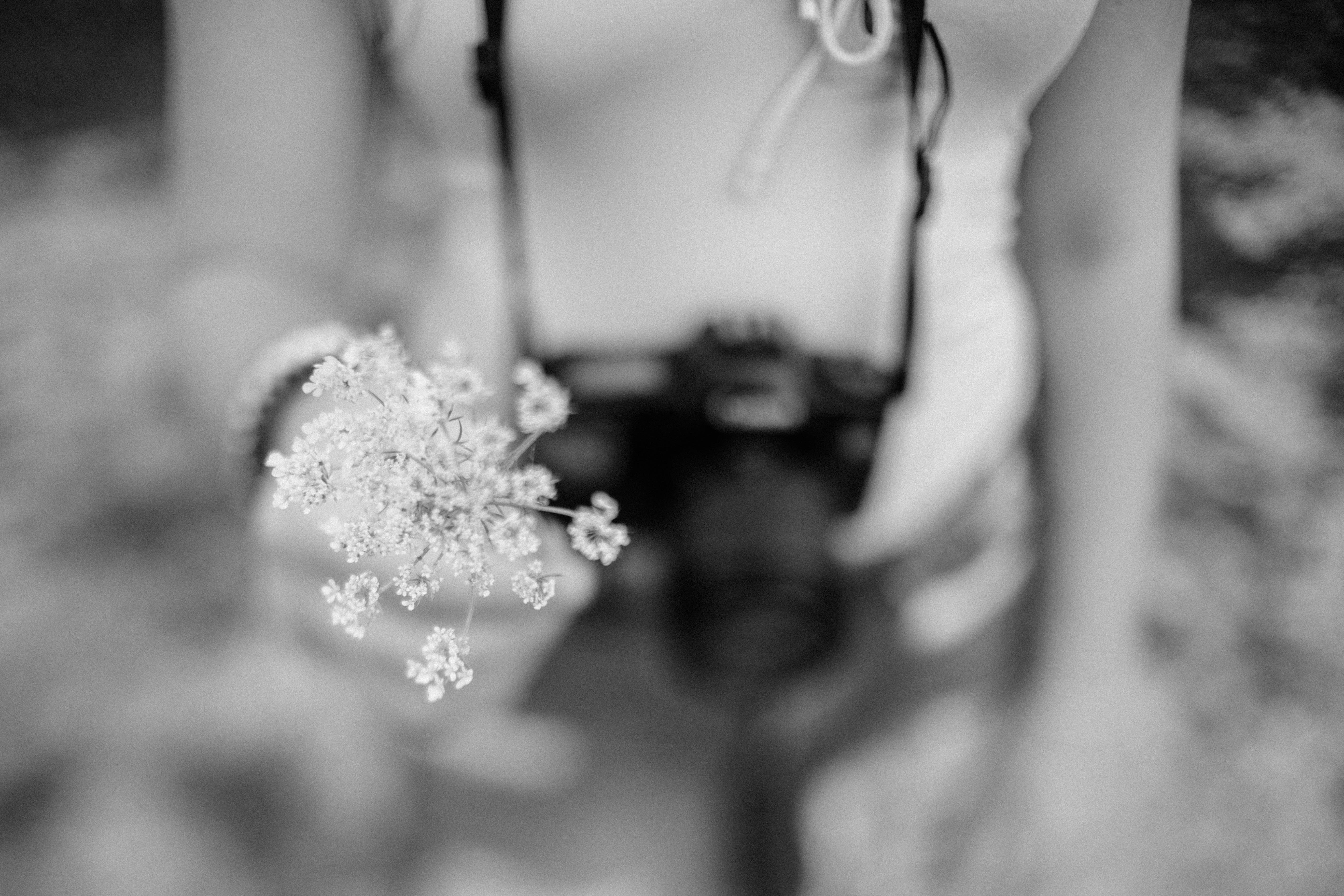 grayscale photography of woman holding wild carrot flower
