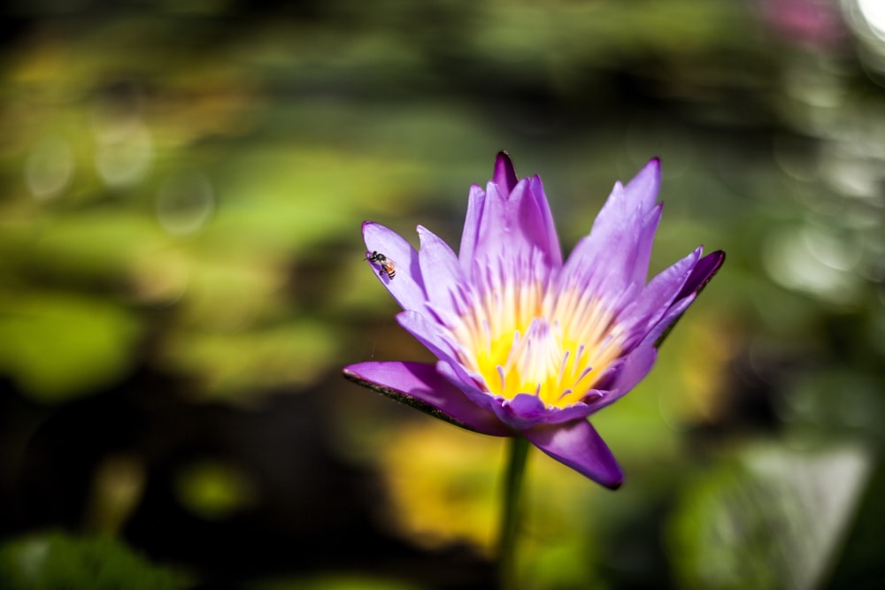 purple lotus flower