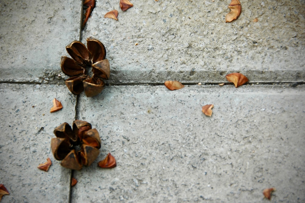 two brown nut shells on pavement