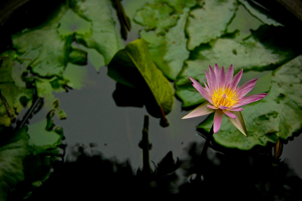 pink lotus flower on calm body of water