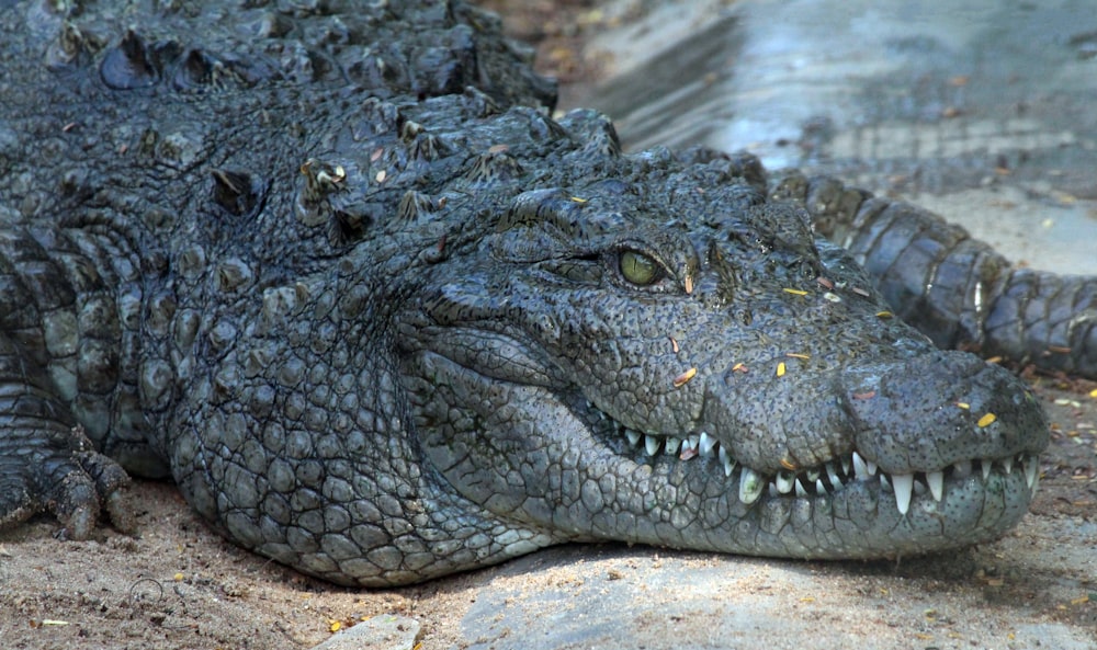 black crocodile