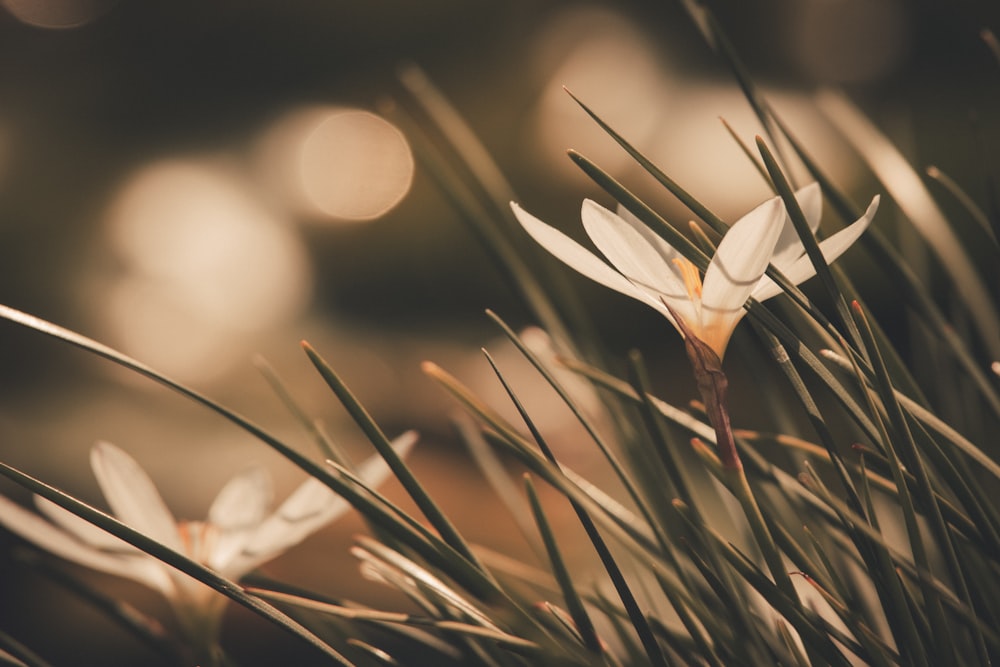 Photographie sélective de fleurs à pétales blancs