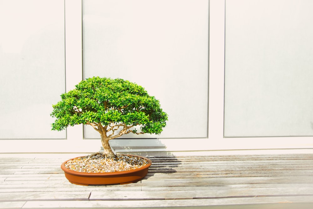 árvore de bonsai