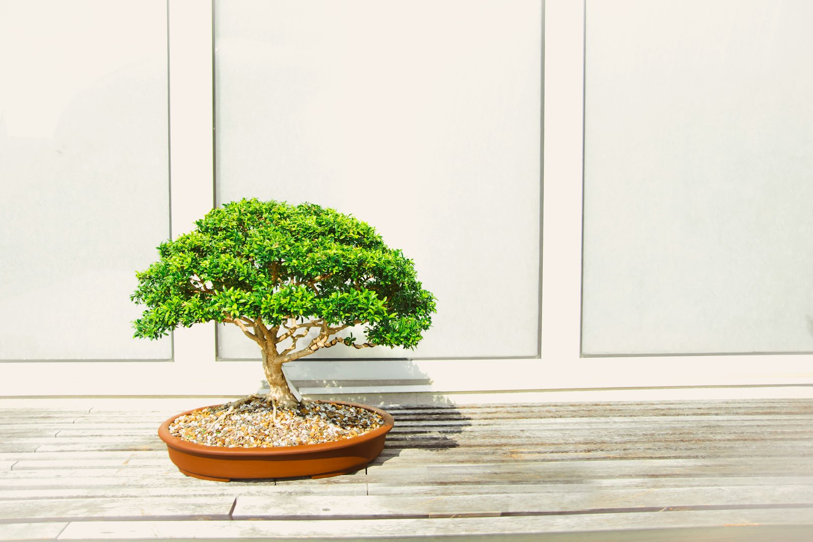 Tamron SP AF 17-50mm F2.8 XR Di II LD Aspherical (IF) sample photo. Bonsai tree photography