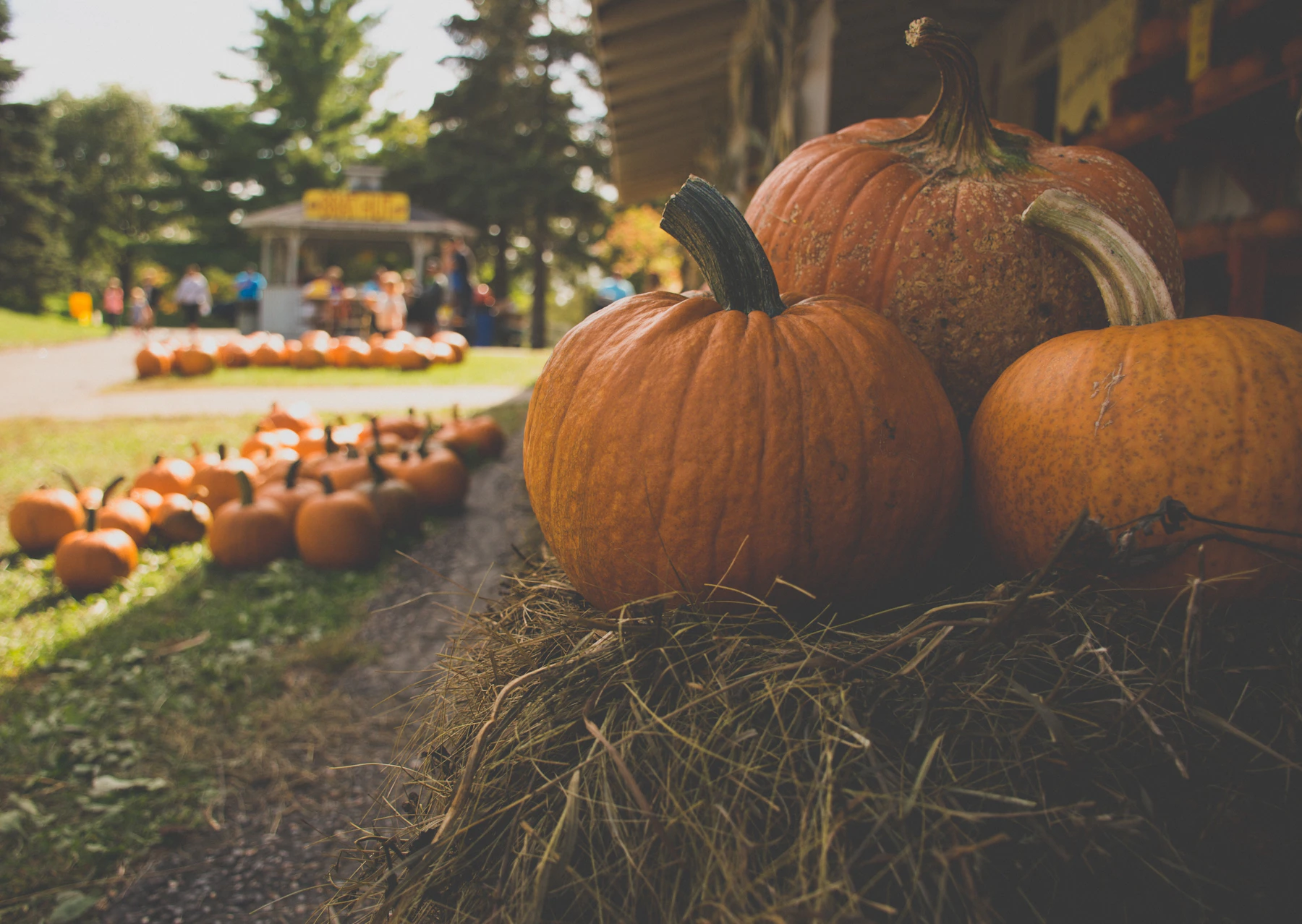 Pumpkins displayed at a fall pumpkin patch