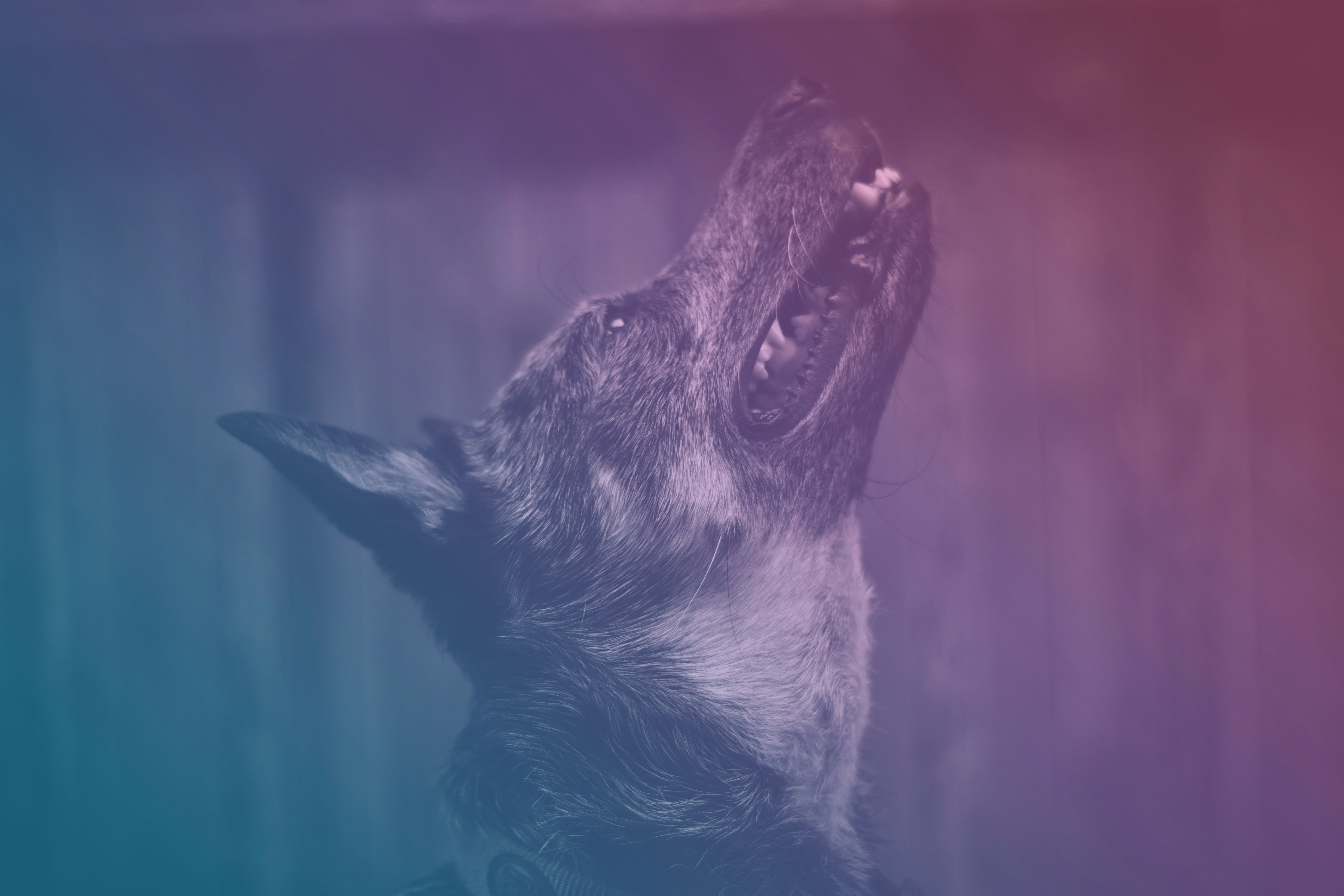 Stop The Howling: Do Pet Anxiety Supplements For Separation Anxiety Relief Actually Work?