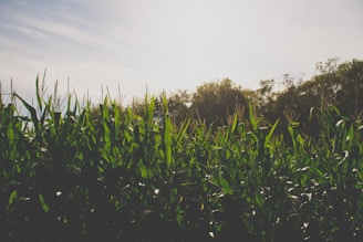 Sunlight filtering through tall corn stalks, highlighting the lushness of a well-tended farm.