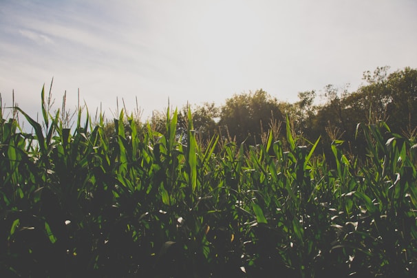 Sunlight filtering through tall corn stalks, highlighting the lushness of a well-tended farm.