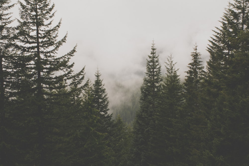 green trees surrounded by clouds