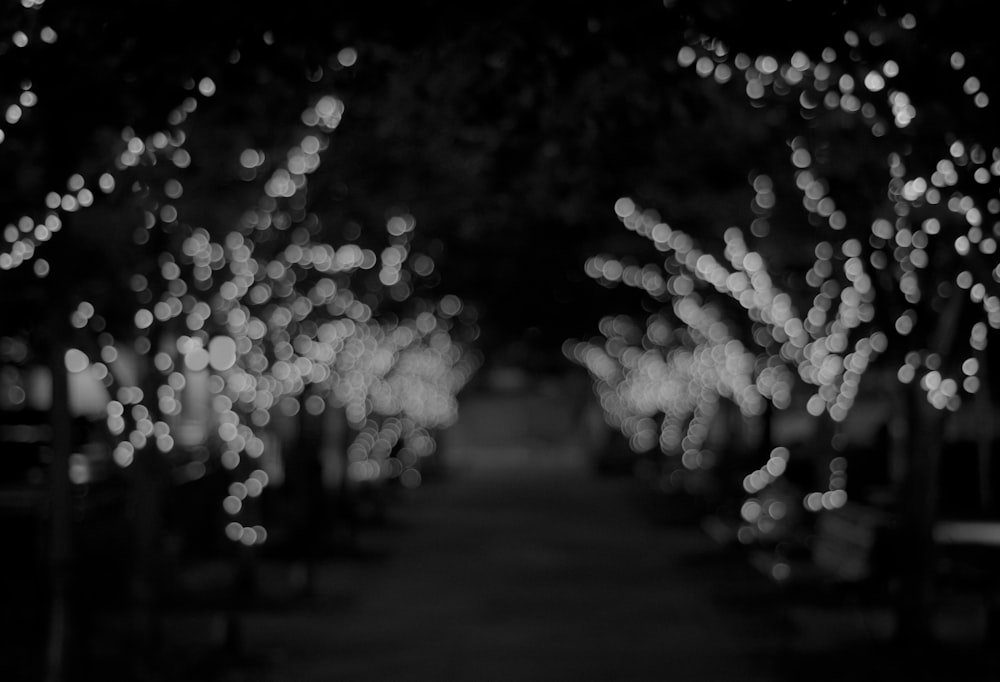 a black and white photo of trees with lights on them