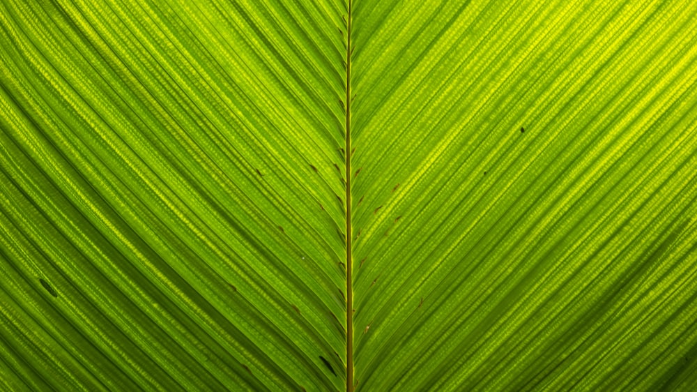 green leaf