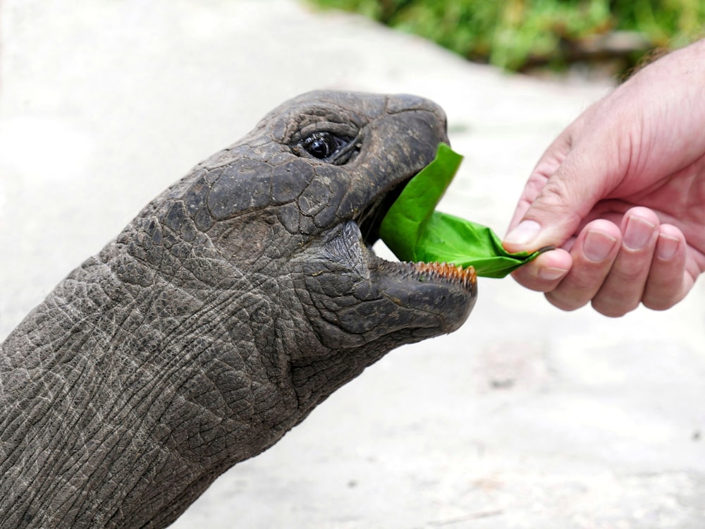 person feeding gray tortoise during daytime