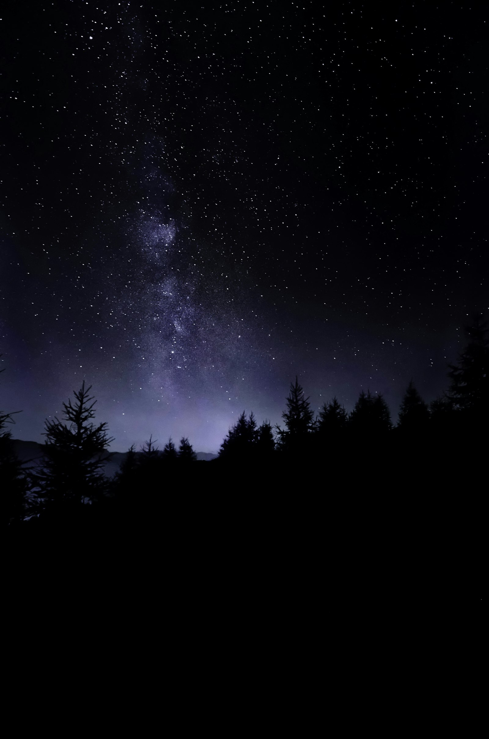 Tokina AT-X Pro 11-16mm F2.8 DX II sample photo. Pine trees under starry photography