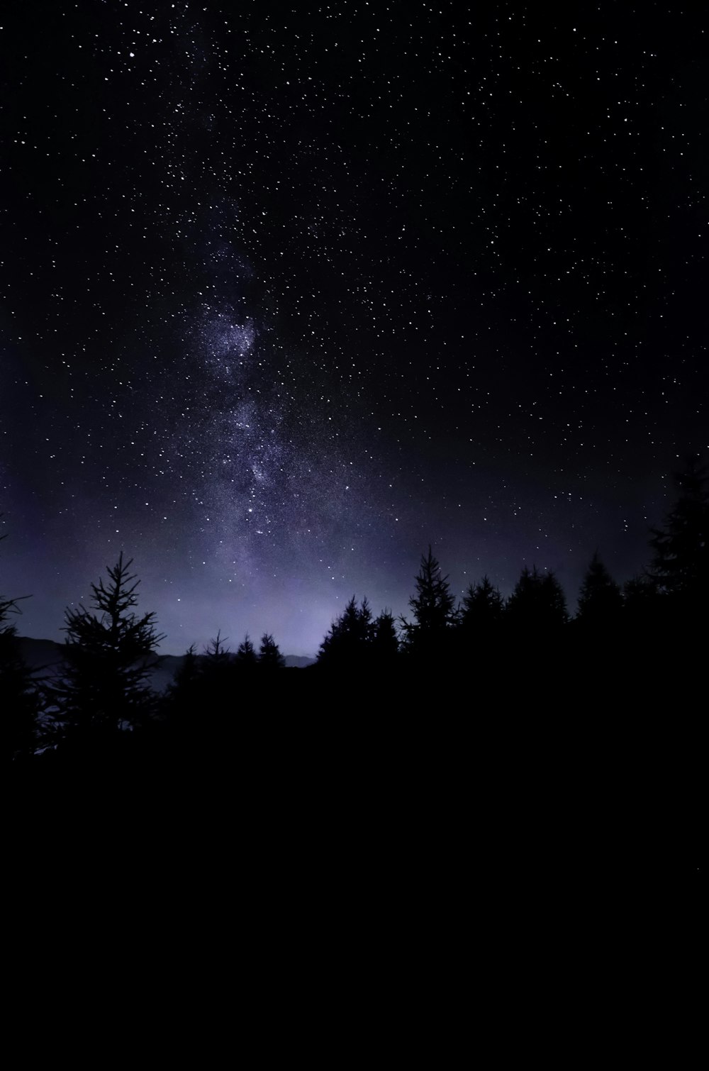 pine trees under starry sky