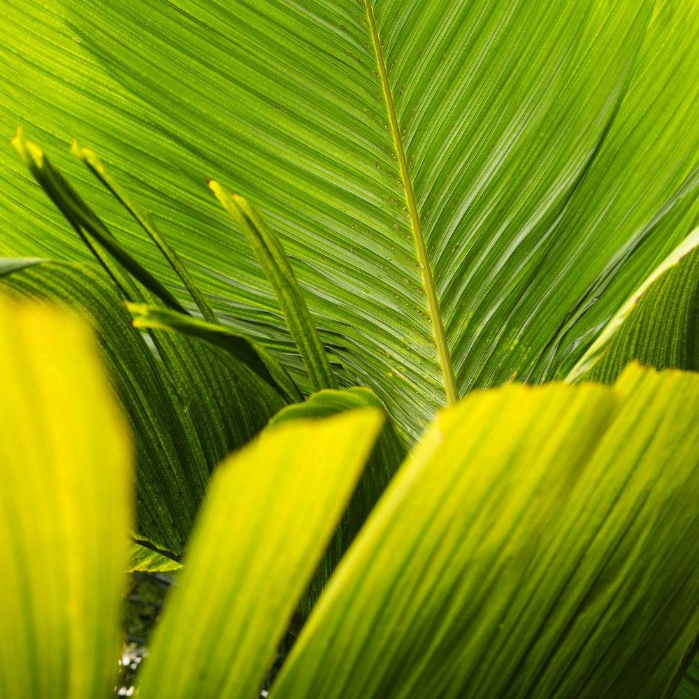 green leaves