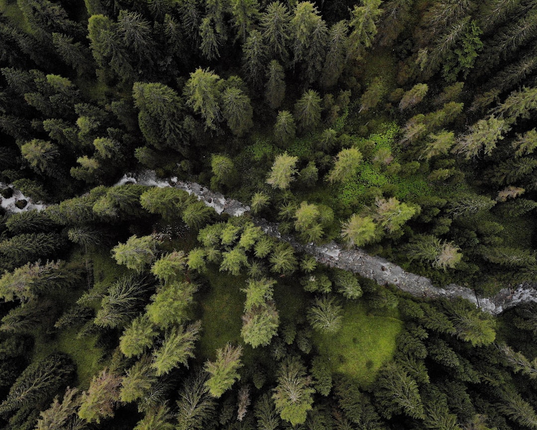 Forest photo spot Via Piovanel San Martino di Castrozza