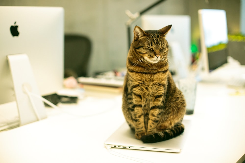 gato atigrado marrón en computadora portátil