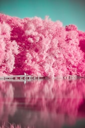 pink trees beside body of water during daytime