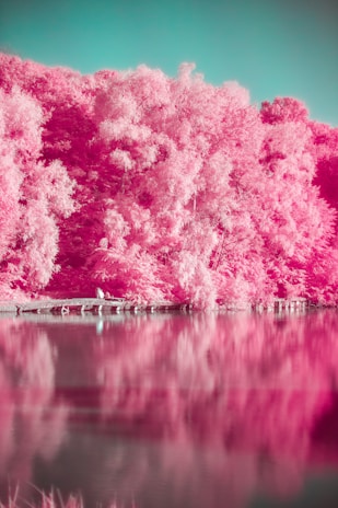 pink trees beside body of water during daytime