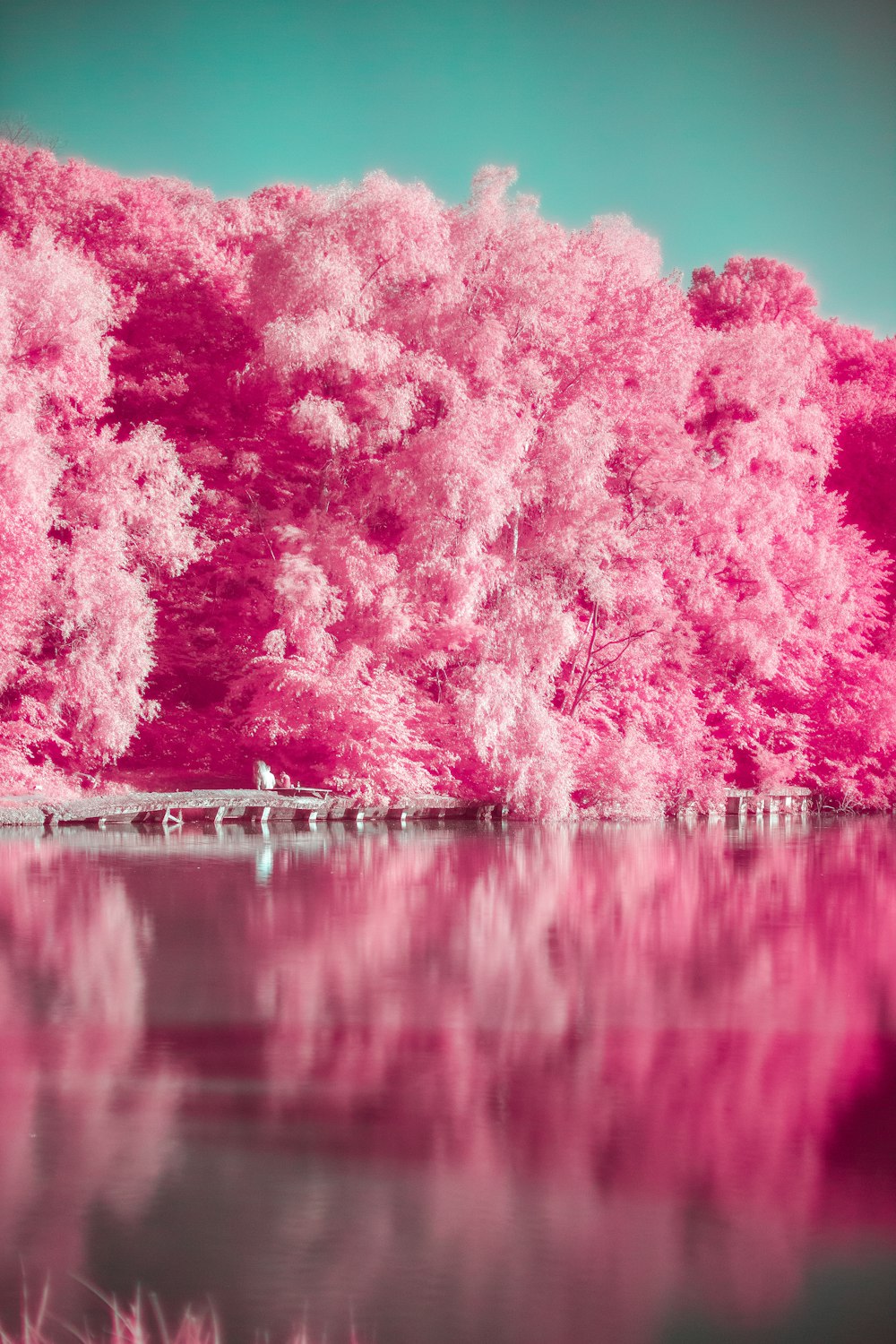 árvores cor-de-rosa ao lado do corpo de água durante o dia