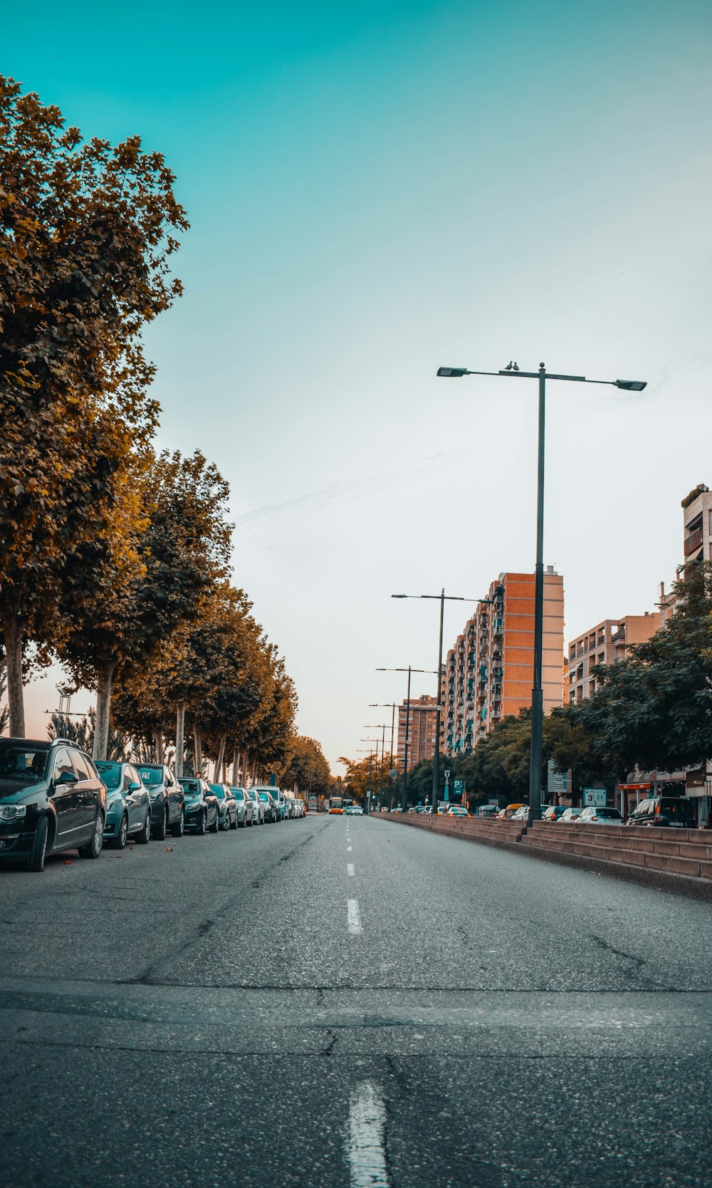 trees and building between asphalt road