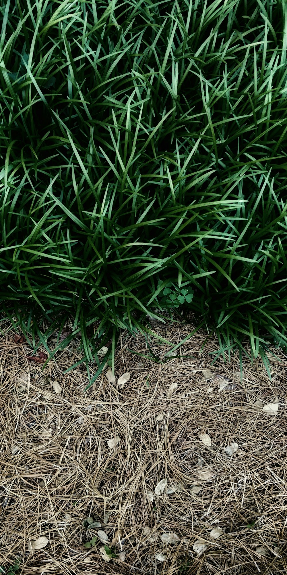 pianta a foglia verde con vaso nero