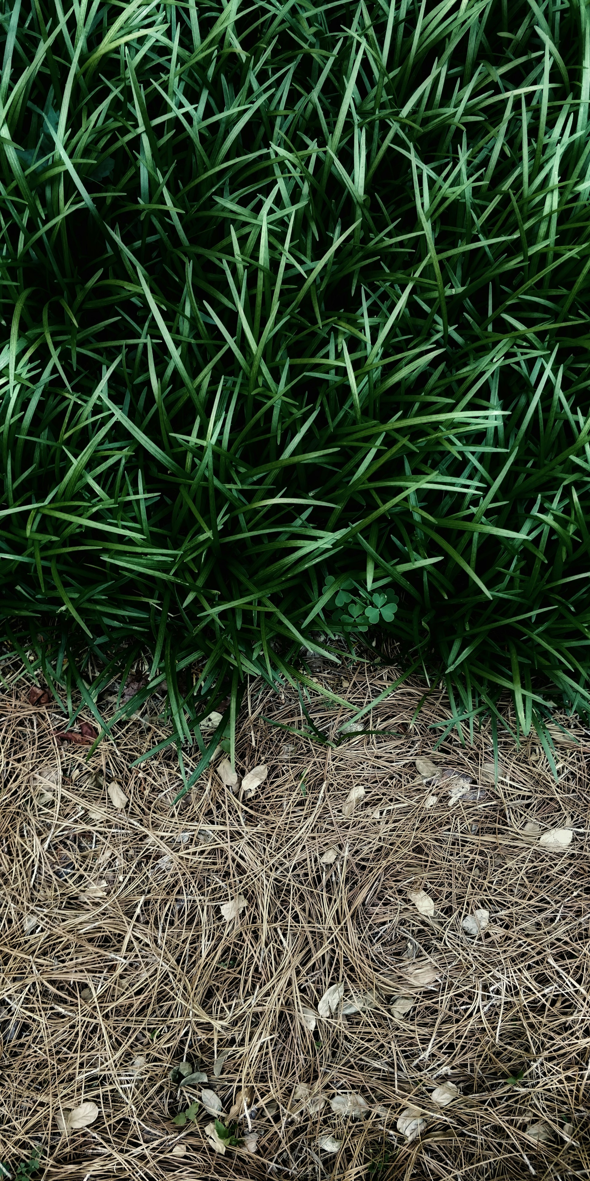 green leaf plant with black pot