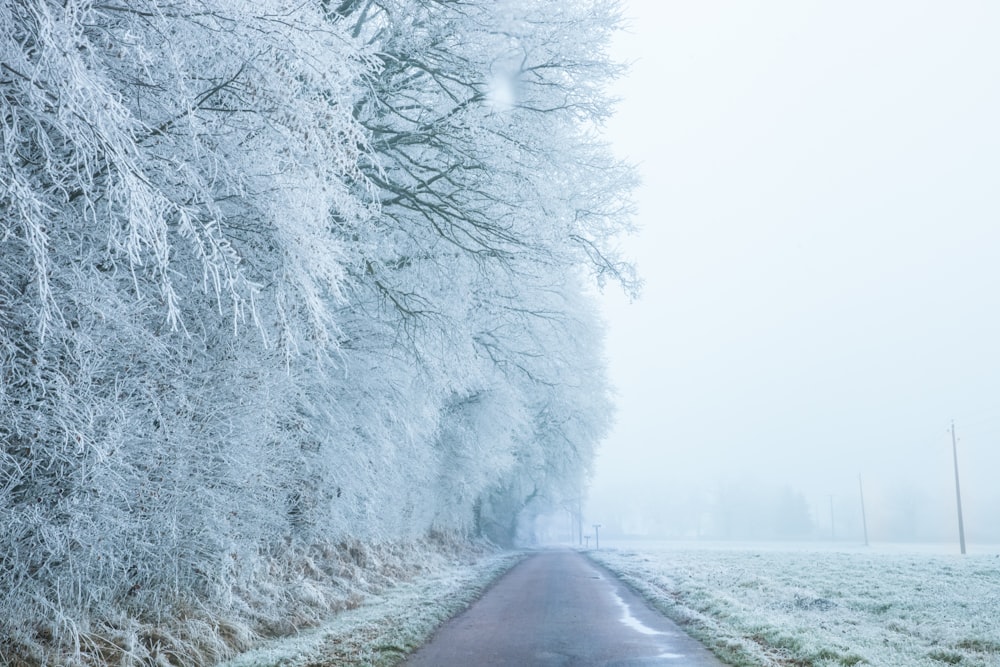 snow covered trees during daytime