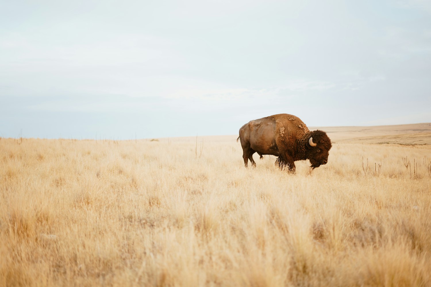 Documents Detail Push To Manage Yellowstone Bison as Cattle