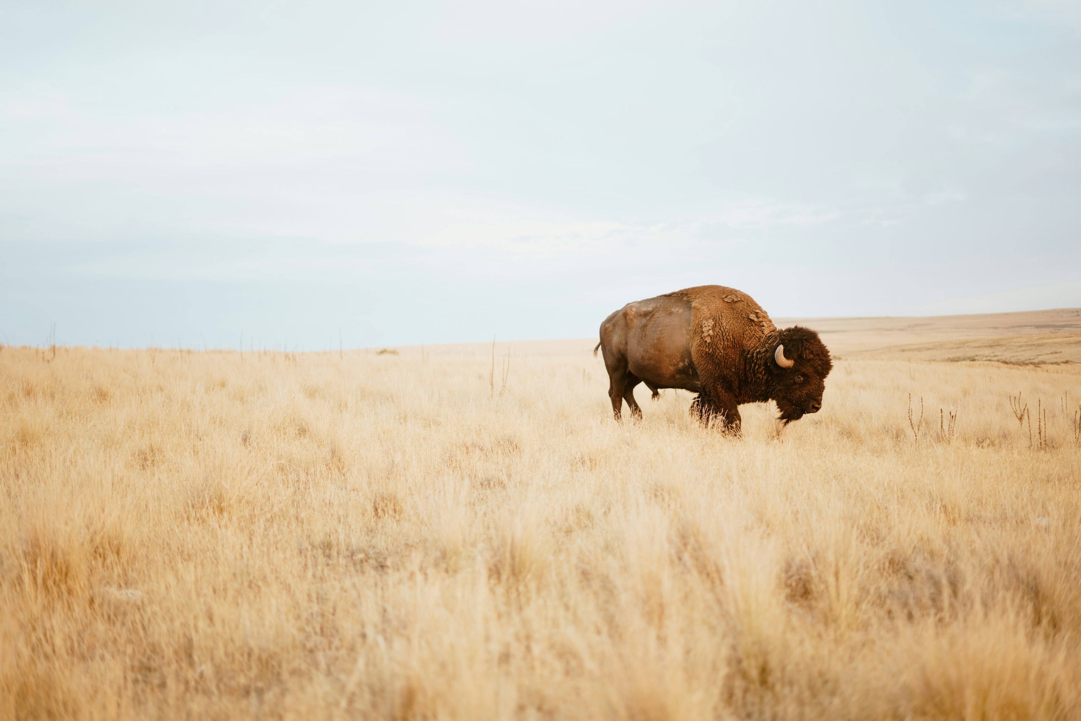 How Bison Are Saving America’s Lost Prairie