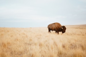 brown yak on brown grass field during day