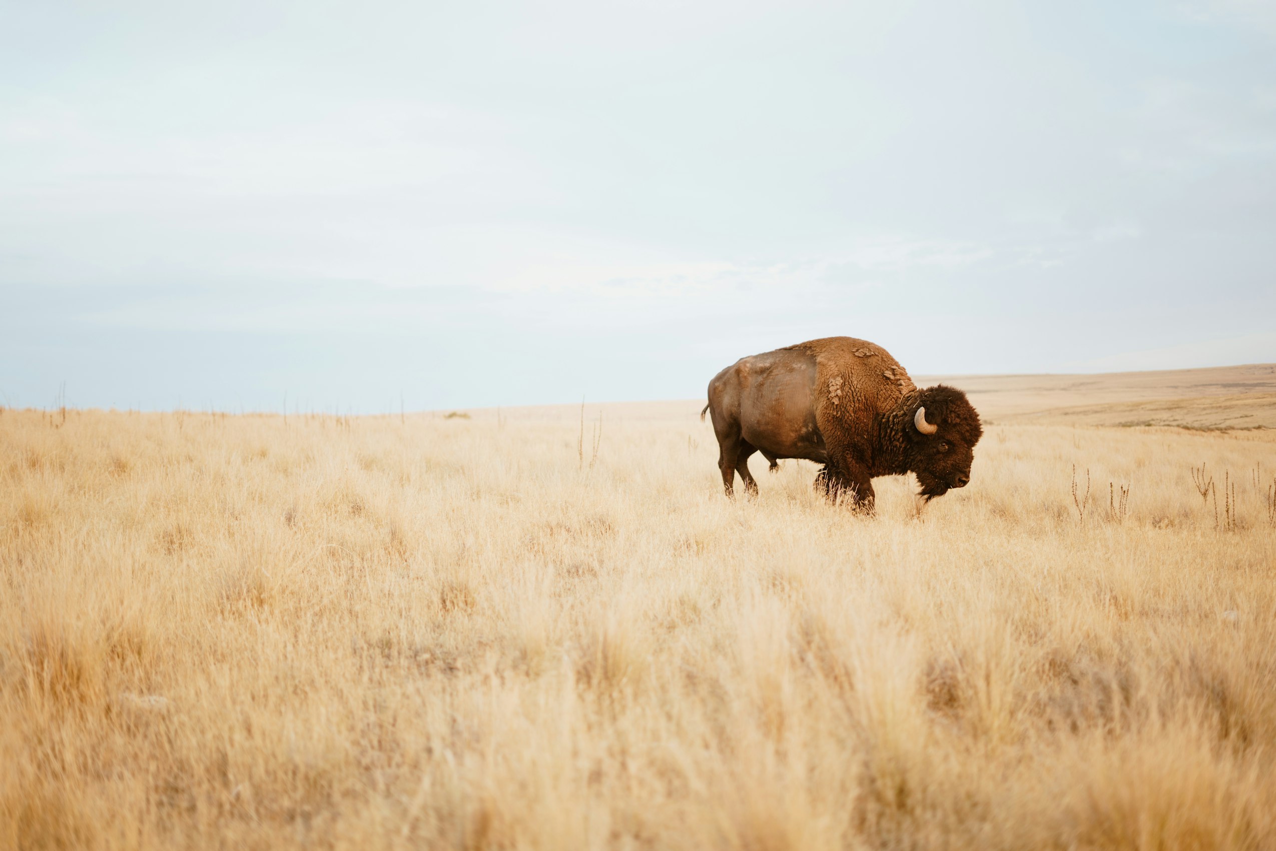 Special Report: Cowboys or Buffalo? Critical Mass