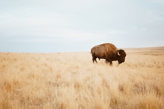 brown yak on brown grass field during day in Salt Lake City United States