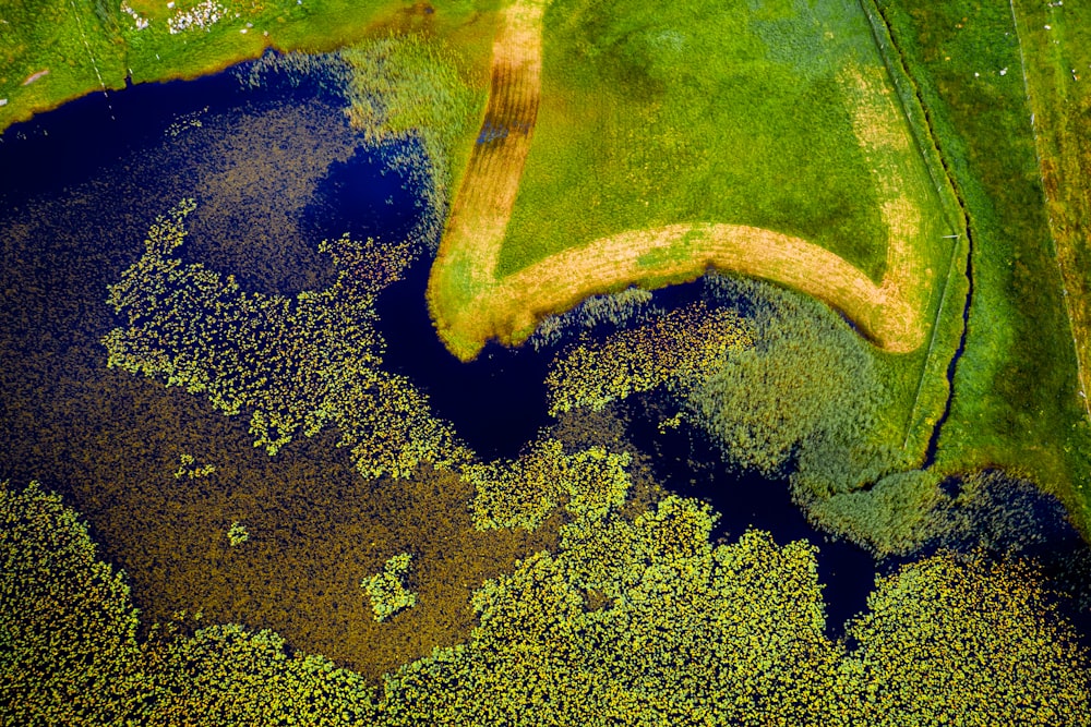 closeup photography of green moss on body of water