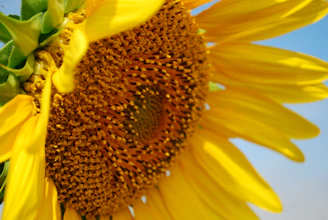 Close-up of a blooming sunflower under bright sunlight with a clear blue sky.