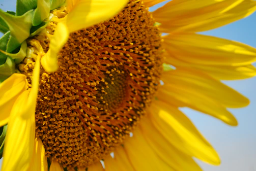 Close-up of a blooming sunflower under bright sunlight with a clear blue sky.