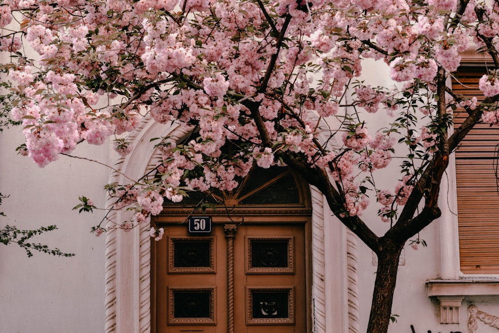 house beside cherryblossom tree